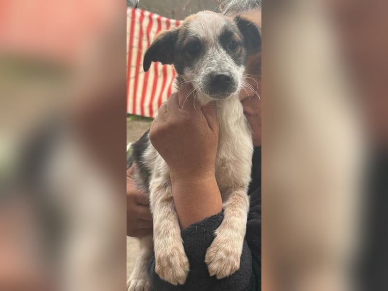 Ani, kleines Hundemädchen sucht ihre Menschen