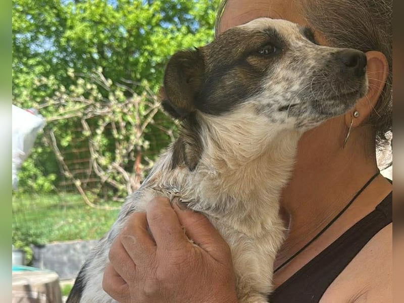 Ani, kleines Hundemädchen sucht ihre Menschen