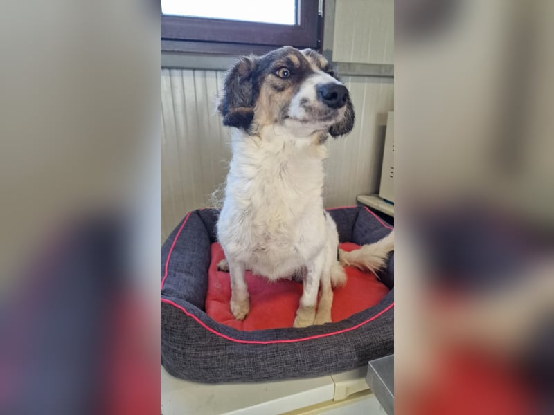 GERRY ❤ SEHR EILIG! sucht Zuhause oder Pflegestelle