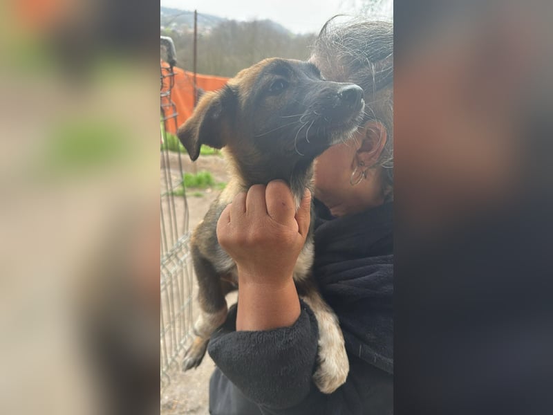 Alleen, kleine Schönheit sucht liebevolles Zuhause