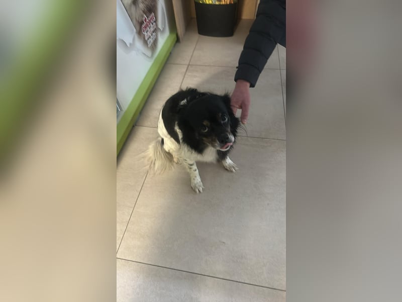 Maya, zauberhafte Hündin sucht Gesellschaft