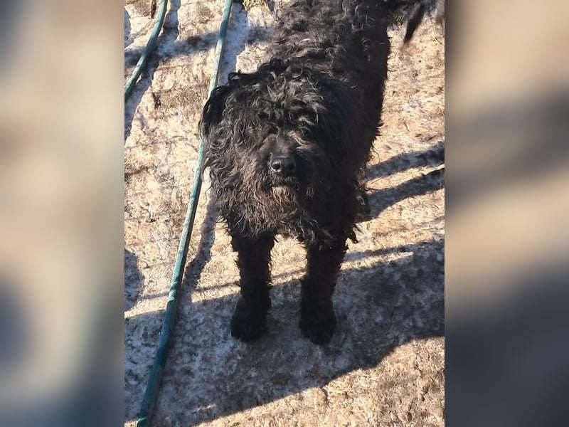 Milla, schwarzer Wuschel sucht Körbchen