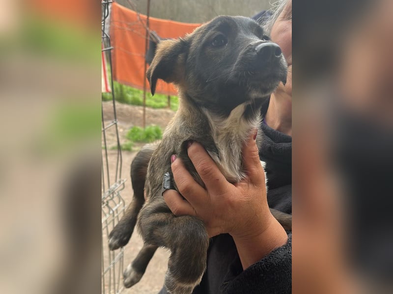 Ava, zauberhaftes Hundemädchen sucht ihre Menschen