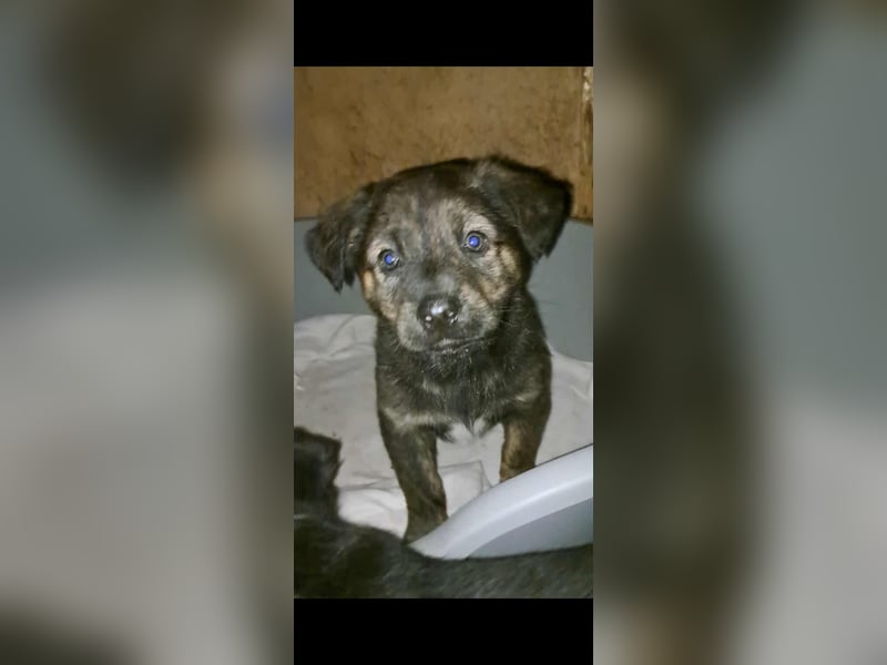 DENIS ❤ EILIG! sucht Zuhause oder Pflegestelle