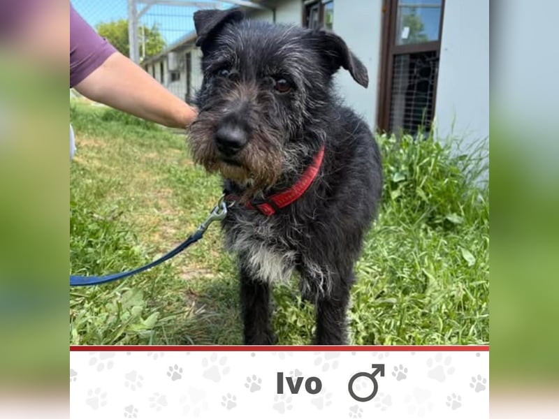 IVO ❤ wartet in 30855 Langenhagen auf Dich