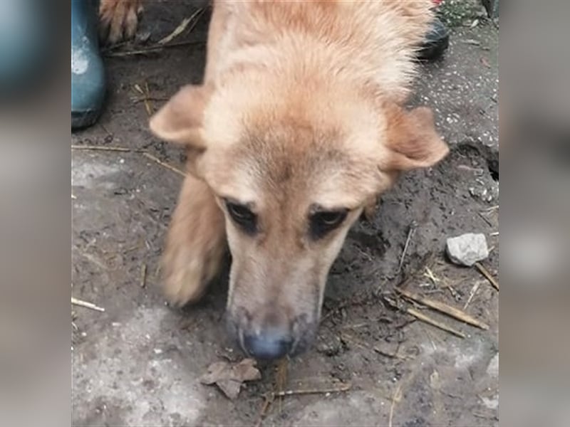 SIMANO ❤ EILIG! sucht Zuhause oder Pflegestelle