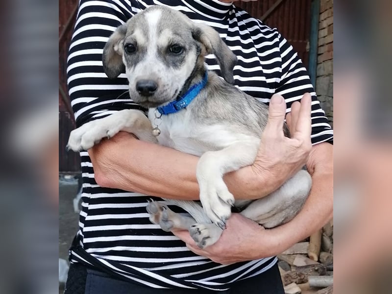 SISSY ❤ sucht Zuhause oder Pflegestelle