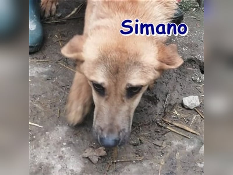 SIMANO ❤ EILIG! sucht Zuhause oder Pflegestelle