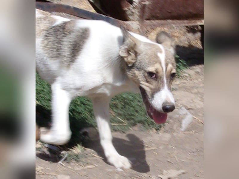 XAVION ❤ sucht Zuhause oder Pflegestelle