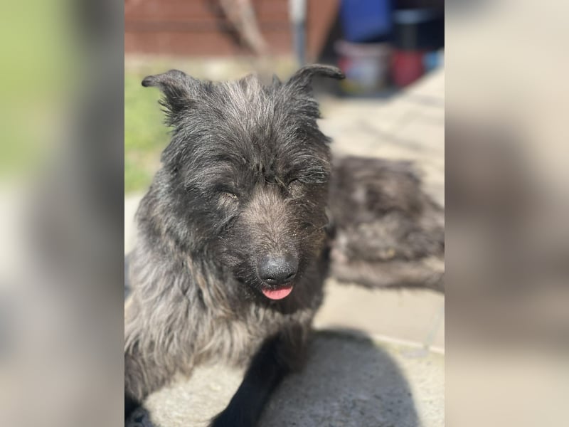 Xana, Hundemama sucht liebevolles Zuhause