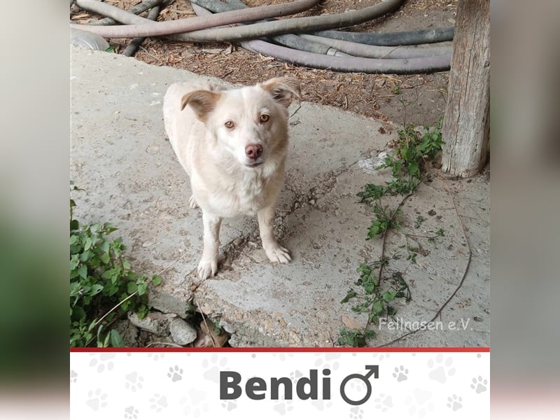 BENDI ❤️ sucht Zuhause oder Pflegestelle
