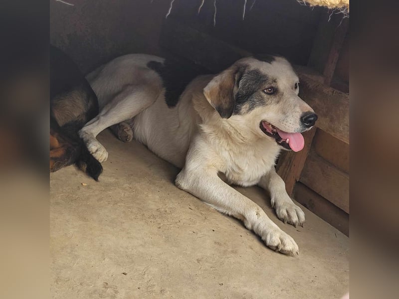 BENNO ❤ EILIG! sucht Zuhause oder Pflegestelle