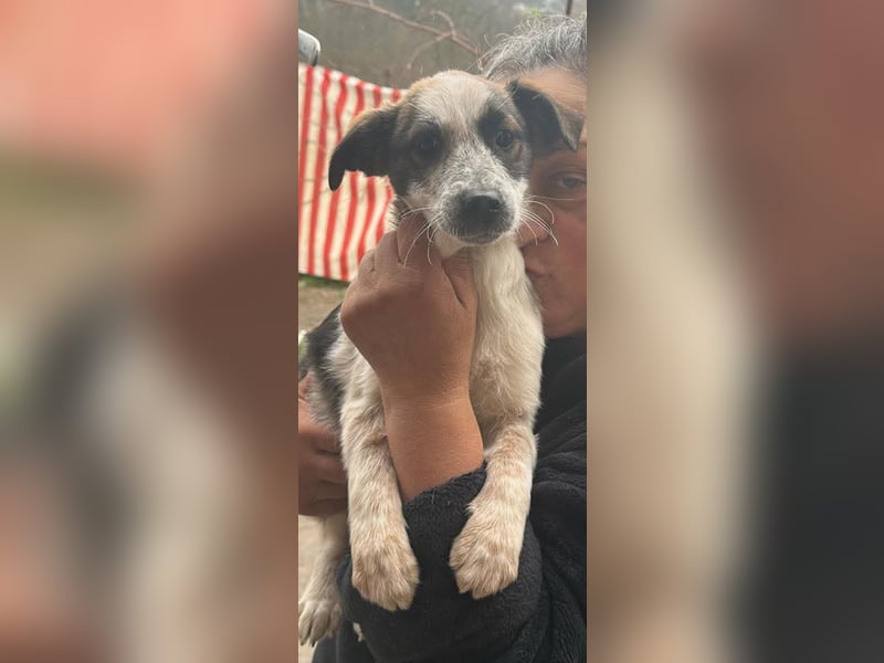 Ani, kleines Hundemädchen sucht ihre Menschen