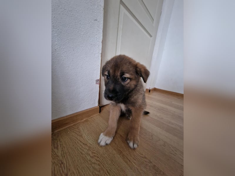 Tomi, kleiner Zwerg sucht sein passendes Körbchen