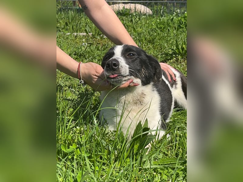 BEBA ❤ SEHR EILIG! sucht Zuhause oder Pflegestelle