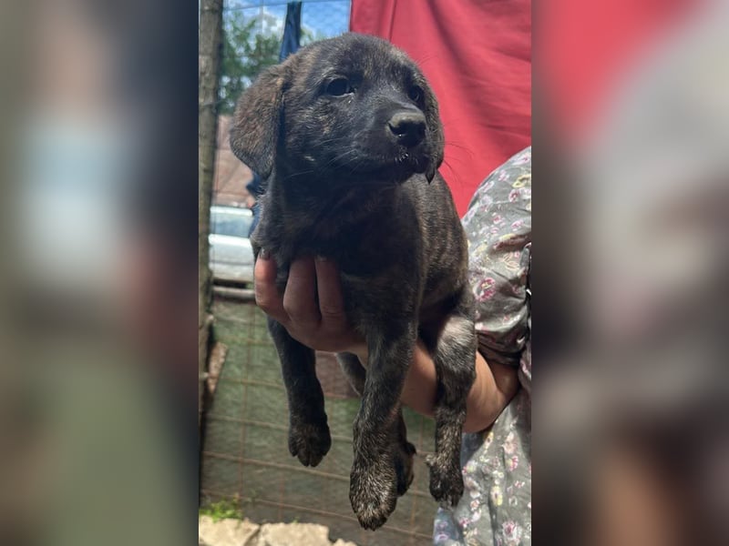 Coco, kleines Hundemädchen sucht Anschluß