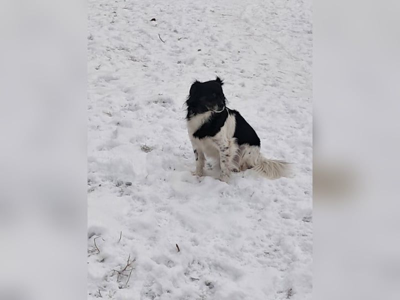 Maya, zauberhafte Hündin sucht Gesellschaft