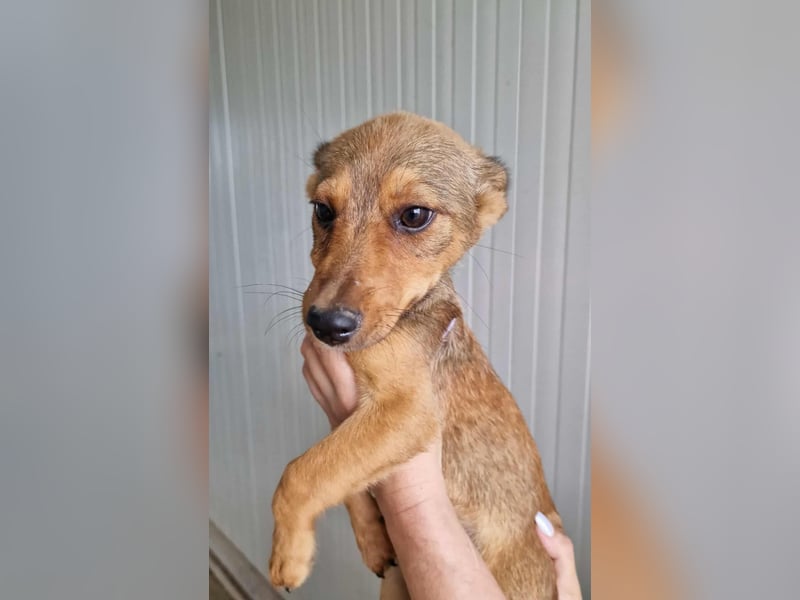 GIULIA ❤ wartet in 51063 Köln auf Dich