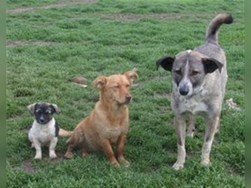 FRAYER ❤ sucht Zuhause oder Pflegestelle