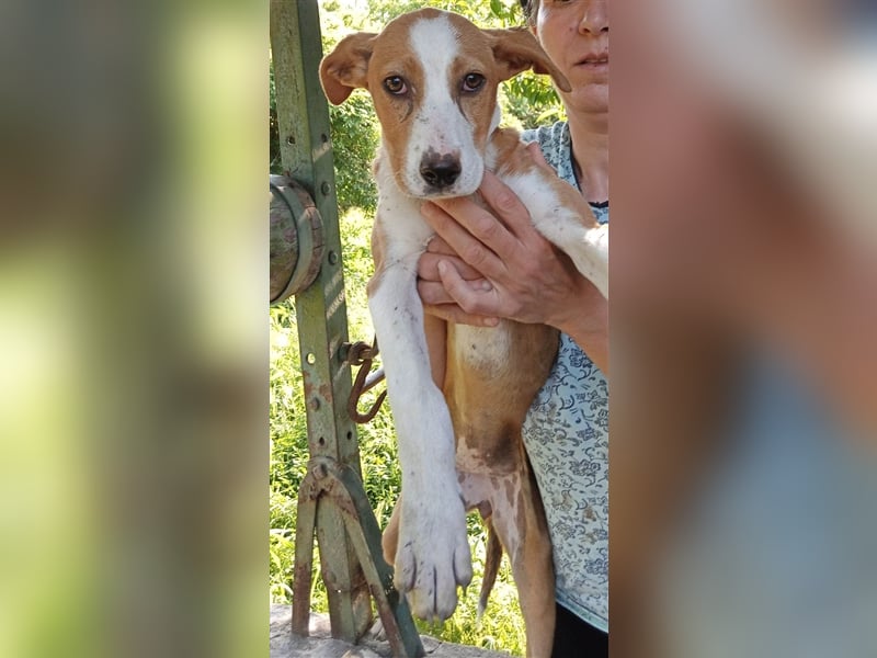 SINDI ❤ sucht Zuhause oder Pflegestelle