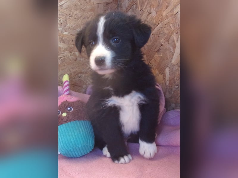 UNO ❤ EILIG! sucht Zuhause oder Pflegestelle