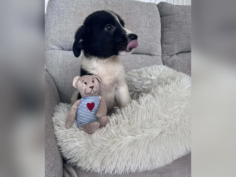 FILOU ❤️ SEHR EILIG! sucht Zuhause oder Pflegestelle