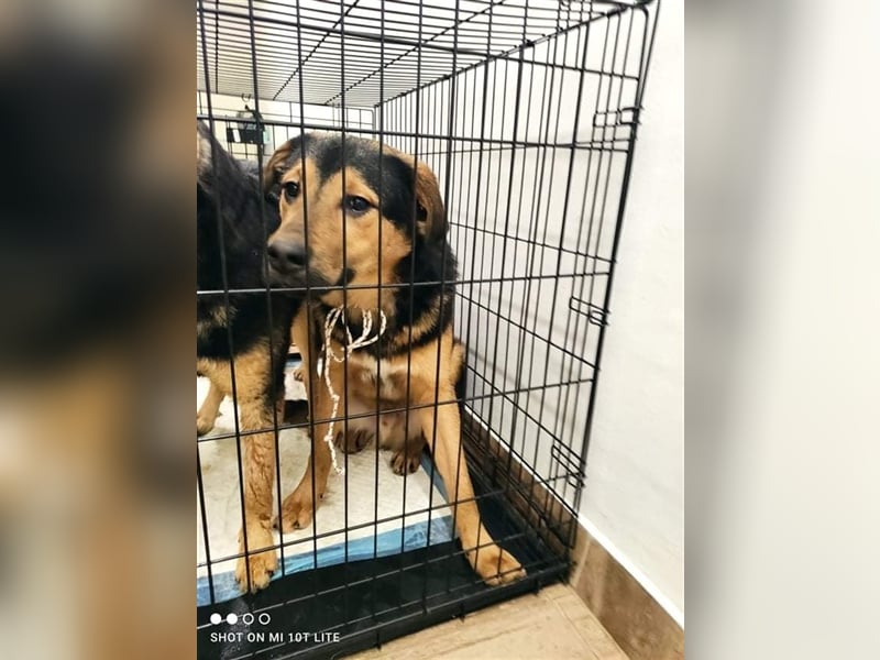 NANDO ❤ sucht Zuhause oder Pflegestelle