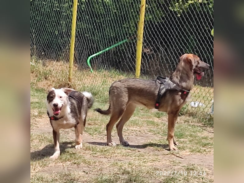 ISKRA ❤ EILIG sucht Zuhause oder Pflegestelle