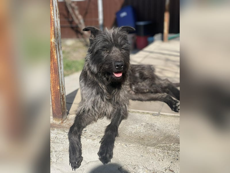 Xana, Hundemama sucht liebevolles Zuhause