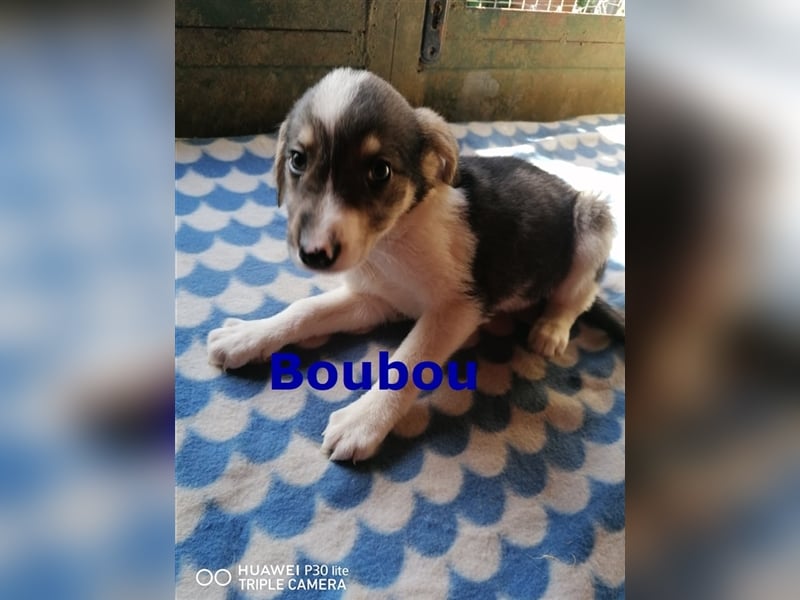 BOUBOU ❤ sucht Zuhause oder Pflegestelle