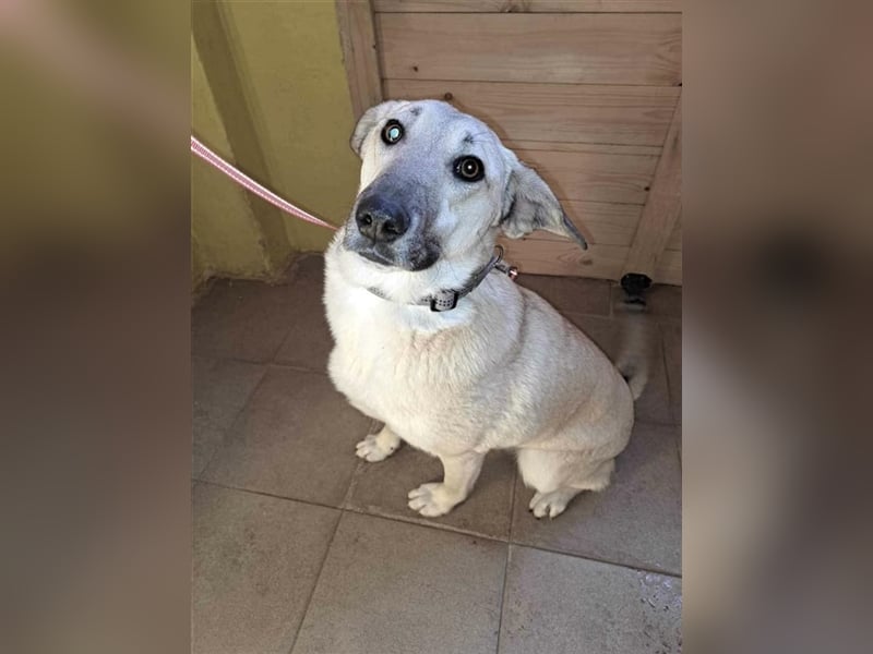 BENDJI ❤ sucht Zuhause oder Pflegestelle