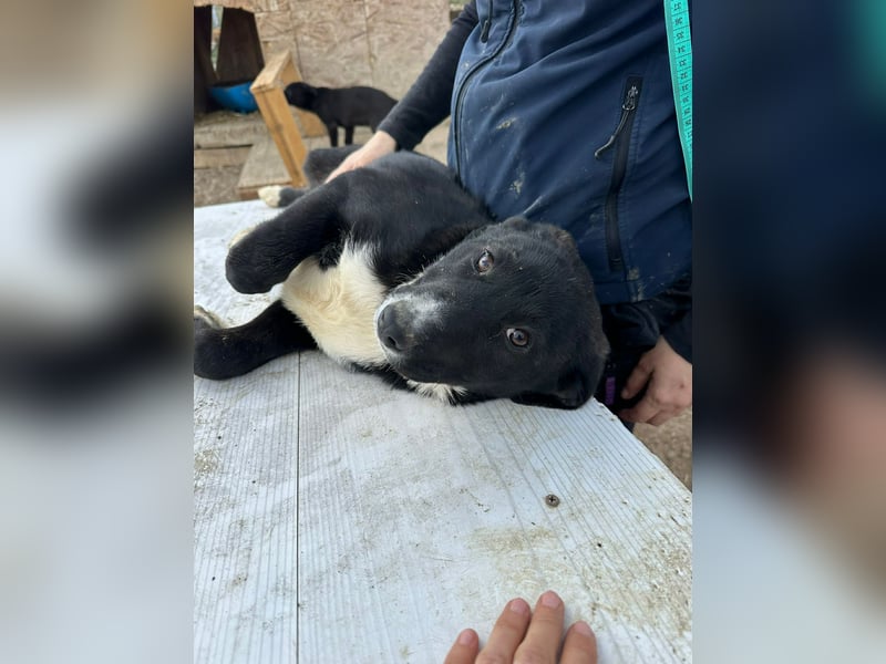 Woopy, wunderschönes Hundemädchen sucht zuverlässige Menschen