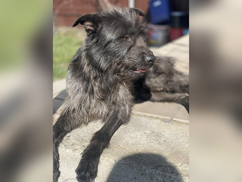 Xana, Hundemama sucht liebevolles Zuhause