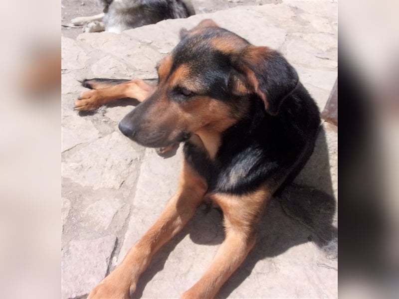 VELENTEEN ❤ sucht Zuhause oder Pflegestelle