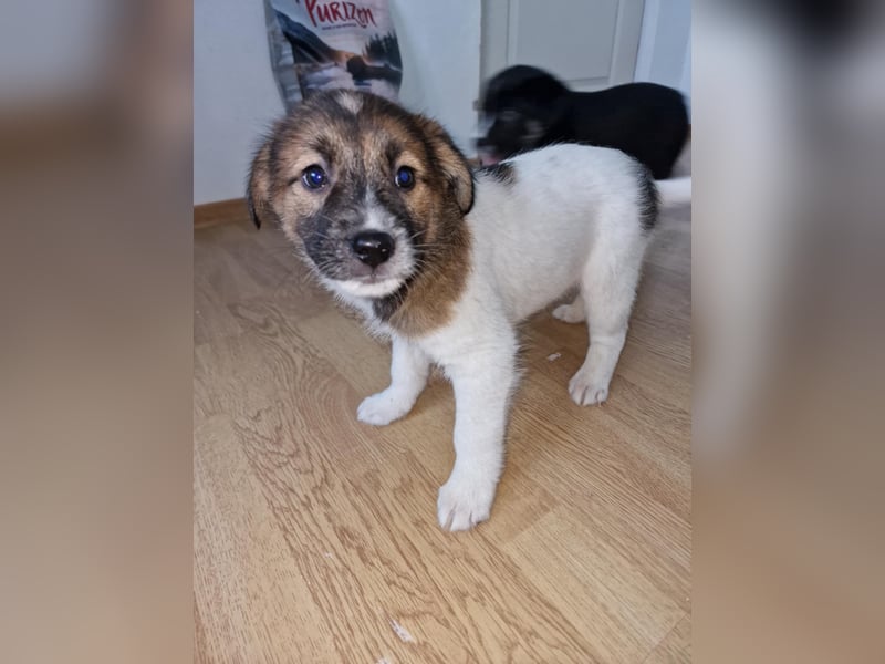 Titus sucht seine Menschen für immer