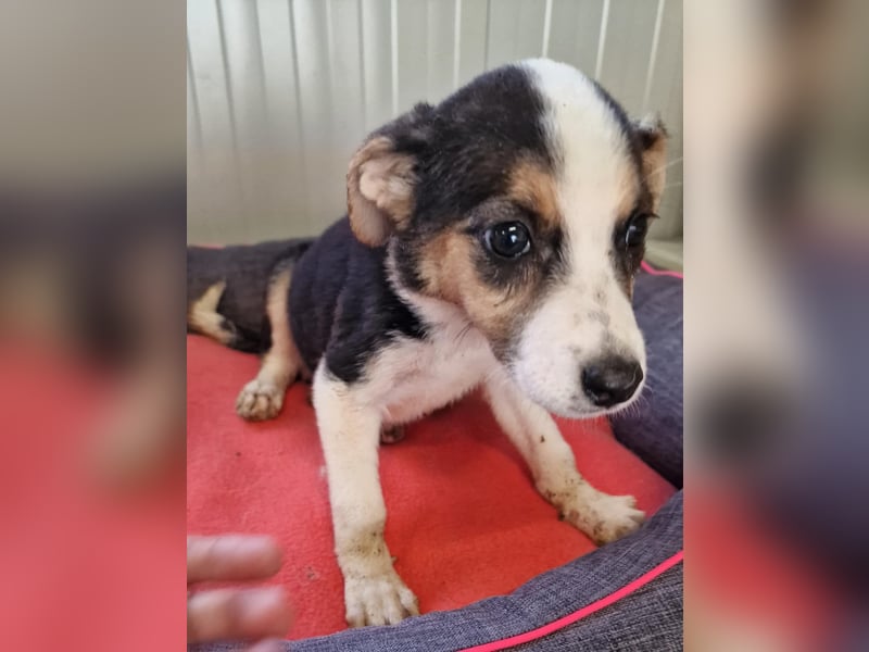 LOTTA ❤️ wartet in 24582 Bordesholm auf Dich