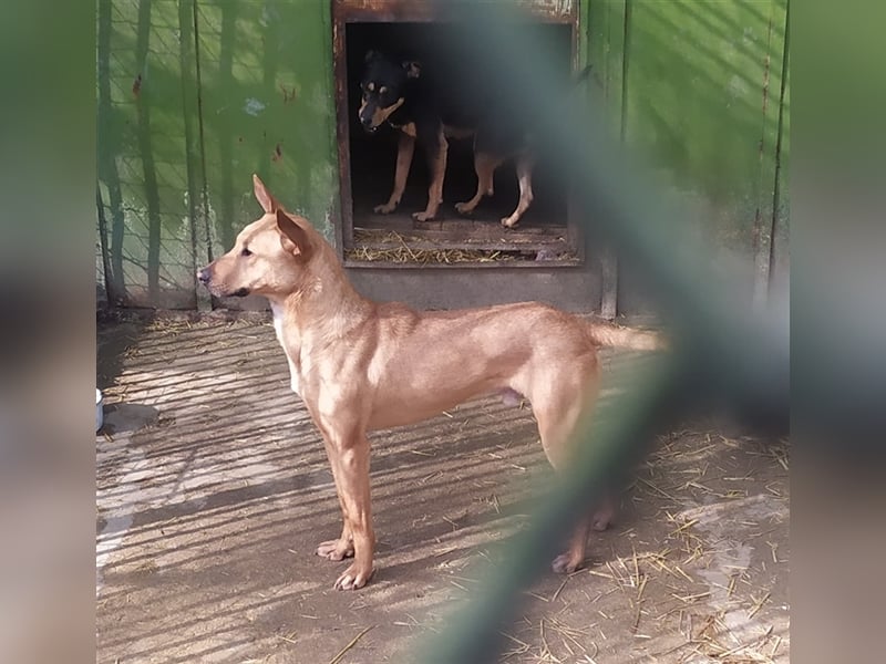 OBELIX ❤ sucht Zuhause / Pflegestelle