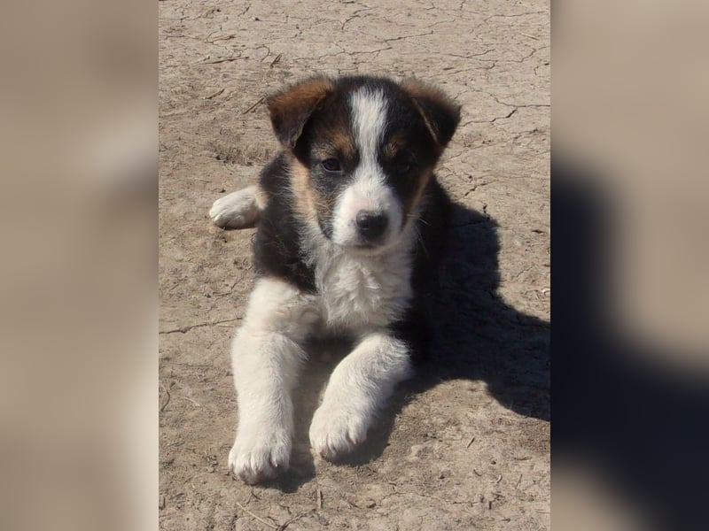 VOGUE ❤ EILIG! sucht Zuhause oder Pflegestelle