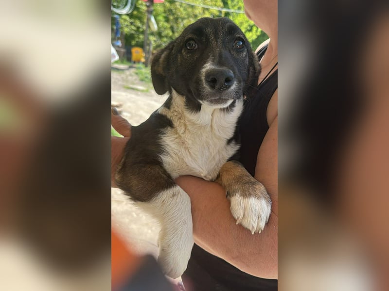 Arielle, kleine Zuckerschnute sucht Bleibe für immer