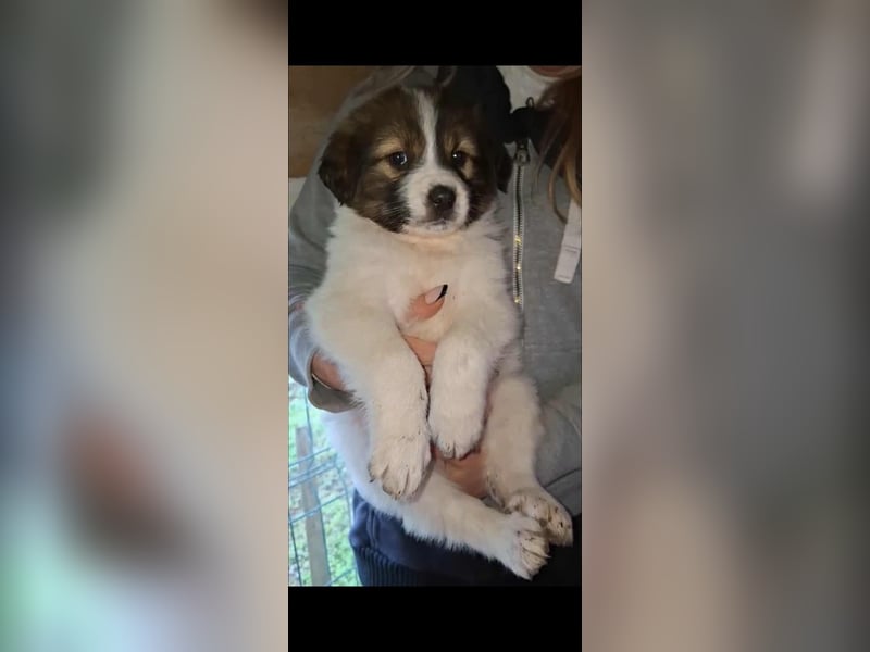 DESI ❤ EILIG! sucht Zuhause oder Pflegestelle