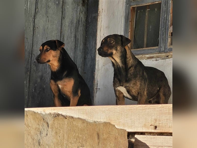 TRENJO ❤ EILIG! sucht Zuhause oder Pflegestelle