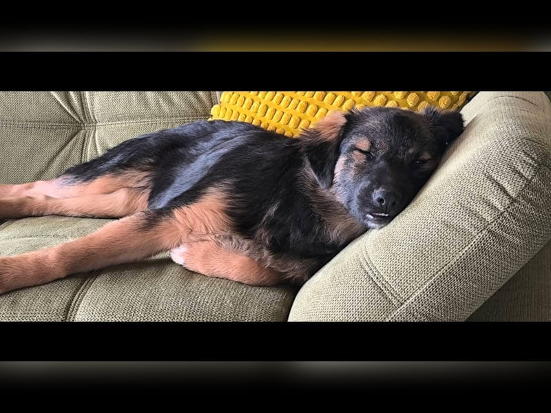 SARAH ❤ EILIG! sucht Zuhause oder Pflegestelle