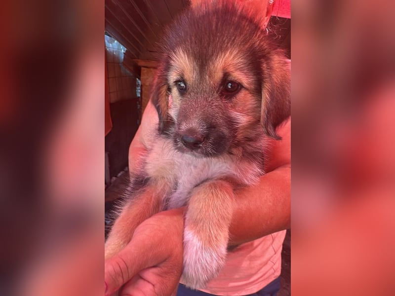 Dana, kleines Hundekind sucht Anschluss