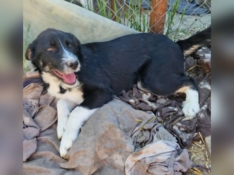 Toffy, kleines Hundemädchen sucht liebevolle Hände