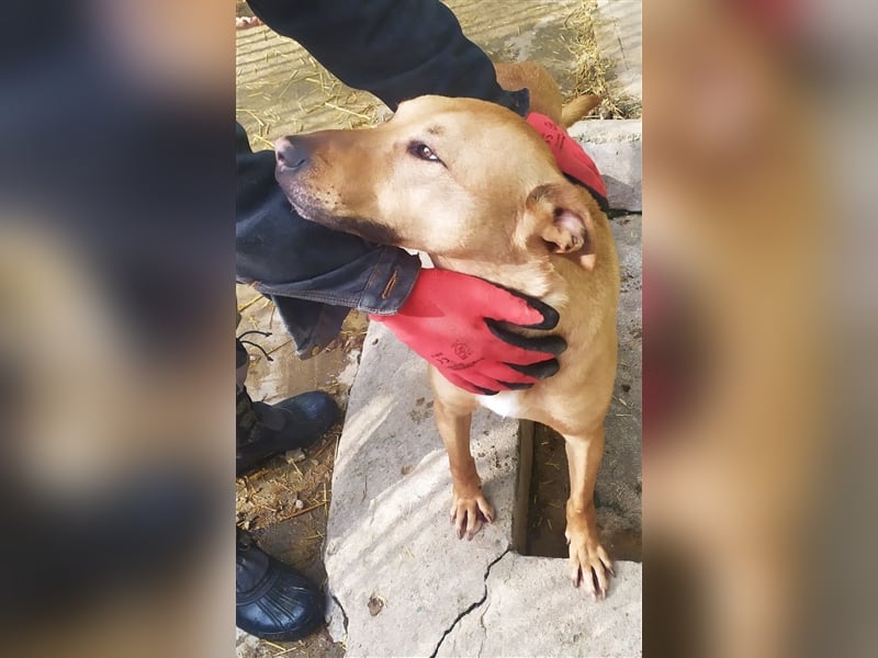 OBELIX ❤ sucht Zuhause / Pflegestelle