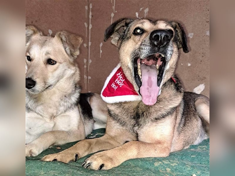 STEFAN ❤ sucht Zuhause oder Pflegestelle