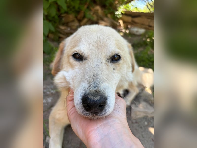 OSKAR ❤ EILIG! sucht Zuhause oder Pflegestelle