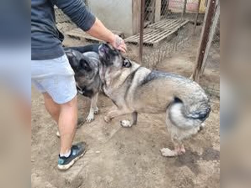 CHLEO ❤ sucht Zuhause oder Pflegestelle