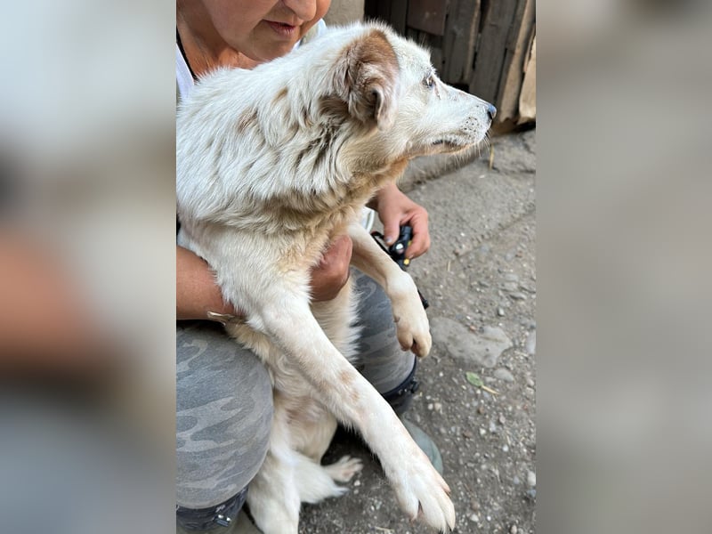 Vilu, zarte Schönheit sucht ihre Menschen
