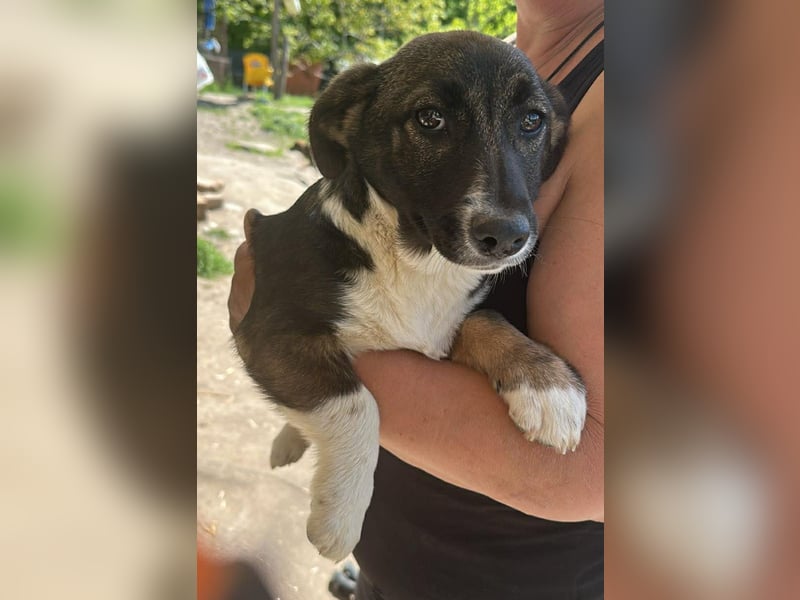 Arielle, kleine Zuckerschnute sucht Bleibe für immer